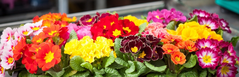 Primula főoldali kép IMG_3422_35_resize_primula.jpg